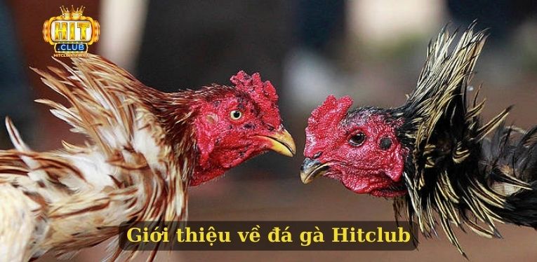 Giới thiệu về đá gà Hitclub
